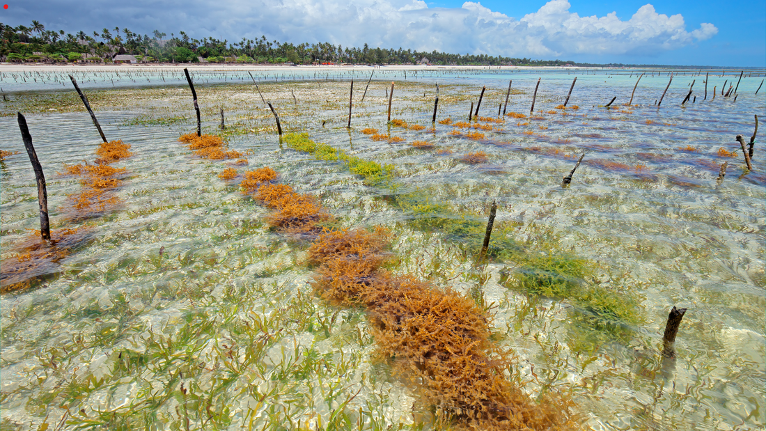 Why Choose Marine-Based Skincare: Benefits of Seaweeds, Microalgae, and Other Marine Elements